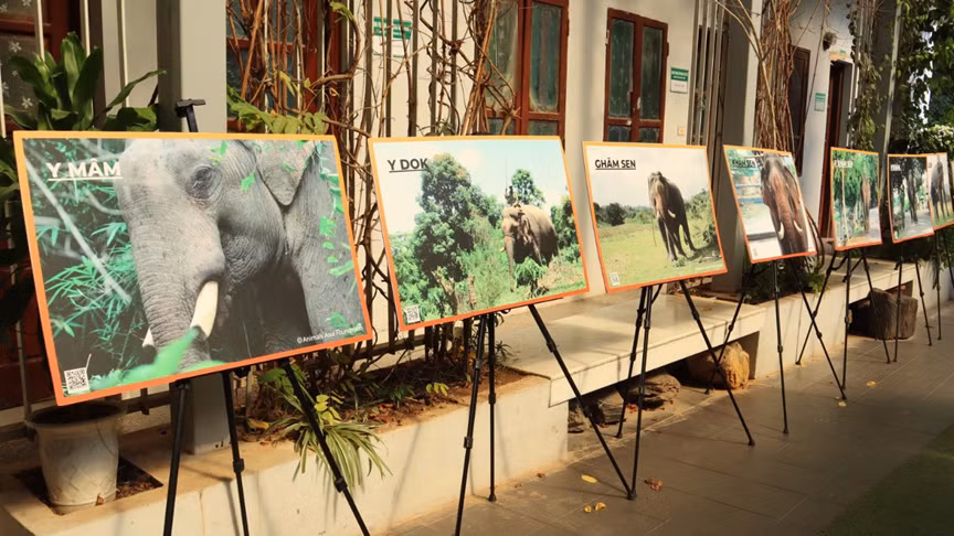 Những cá thể voi được đưa về với thiên nhiên trong nhiều năm qua.