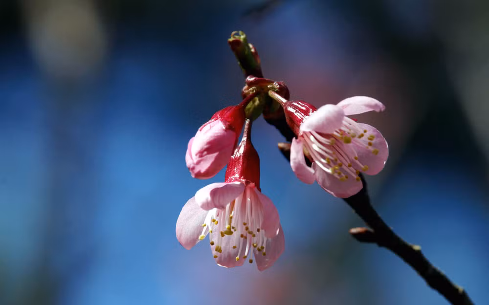 Mai anh đào thuộc giống đào mận, nhưng có hoa đơn năm cánh giống hoa mai.