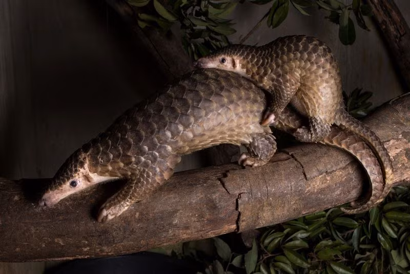 Đa dạng hệ sinh thái.