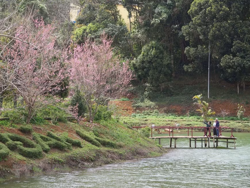 Du khách ngắm hoa tại hồ Đăk Ke