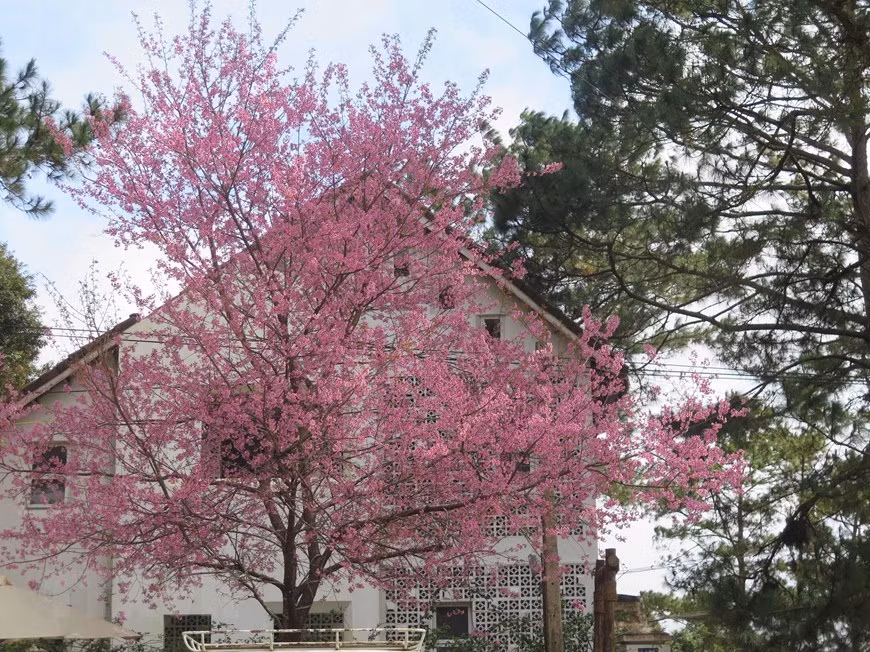 Mai anh đào nở rộ đúng dịp Tết là điều hiếm thấy (Ảnh: DƯ TOÁN/TTXVN)