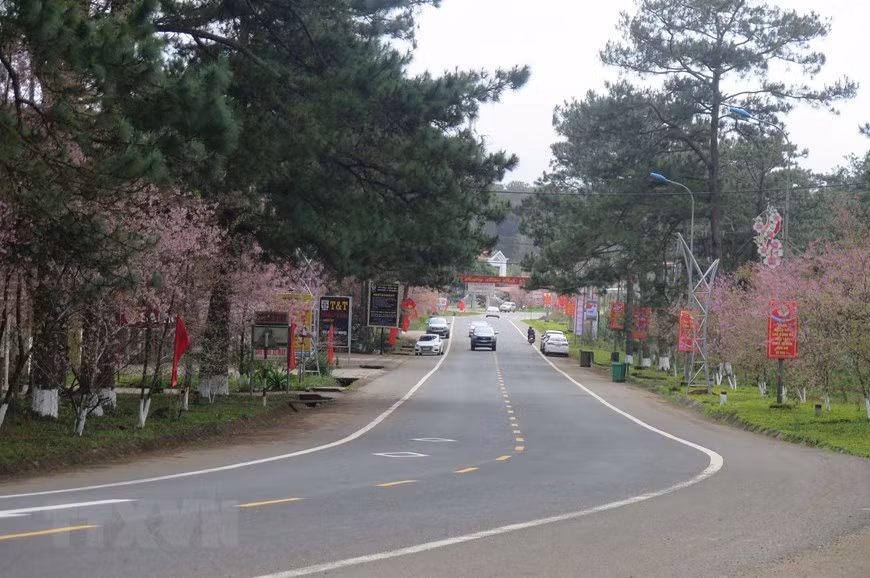 Mai anh đào tạo nên một thị trấn Măng Đen đầy sắc hoa trong dịp Tết cổ truyền, tạo điều kiện lý tưởng cho du khách tham quan, thưởng lãm