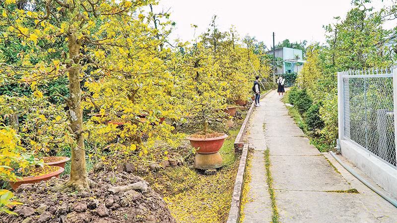 Làng mai Phước Định rực rỡ sắc vàng vào dịp Xuân về.