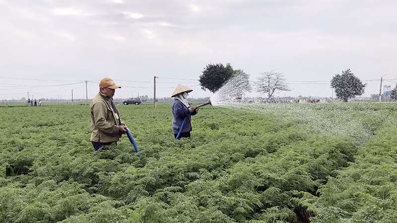 Nông dân xã Đức Chính, huyện Cẩm Giàng (Hải Dương) chăm sóc cà-rốt.