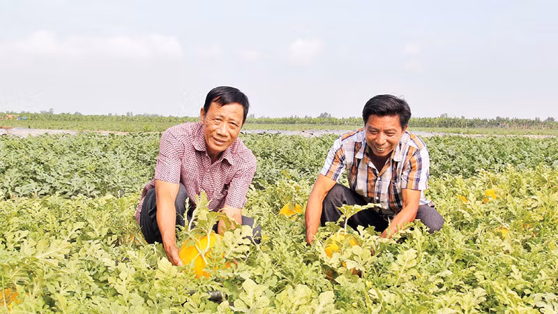 Nông dân huyện Bình Tân, tỉnh Vĩnh Long phấn khởi khi vụ Tết này dưa hấu đạt năng suất cao. Nông dân huyện Bình Tân, tỉnh Vĩnh Long phấn khởi khi vụ Tết này dưa hấu đạt năng suất cao.