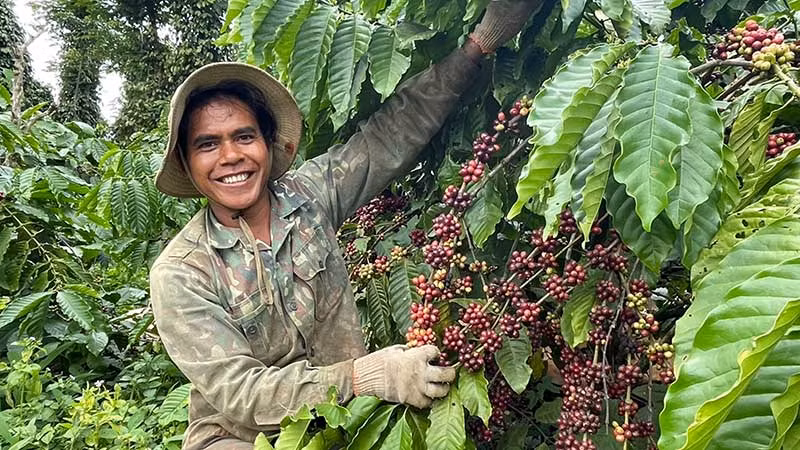 Nông dân Đắk Lắk thu hoạch cà-phê niên vụ 2023-2024.