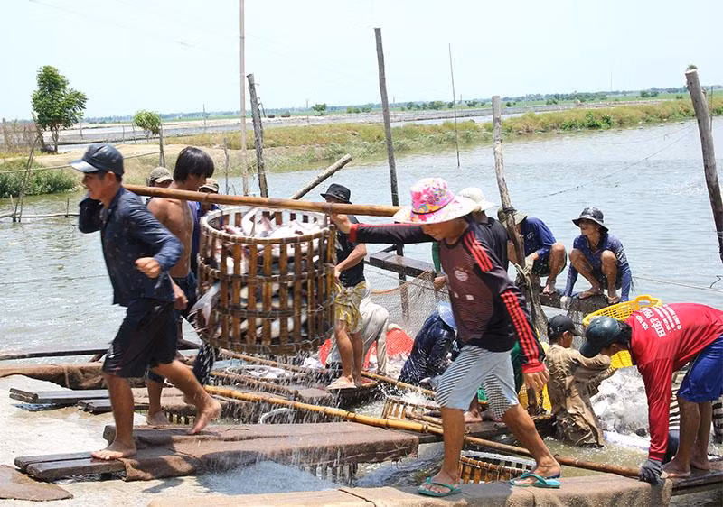 Thu hoạch cá tra ở thành phố Hồng Ngự.