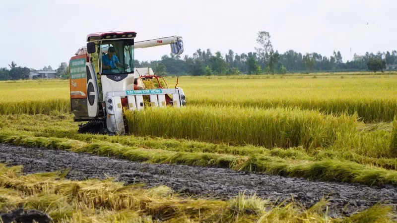 Nông dân xã Láng Biển, huyện Tháp Mười, tỉnh Đồng Tháp thu hoạch lúa.