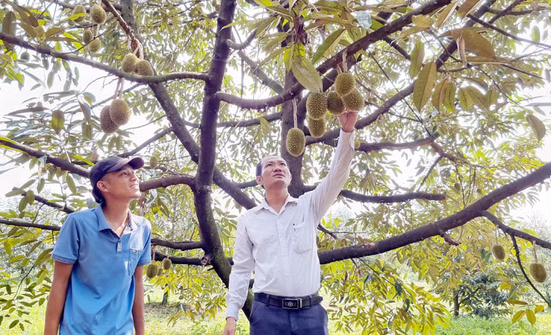 Phát triển cây ăn quả mang lại giá trị kinh tế cao cho người dân xã Đồng Nai Thượng.