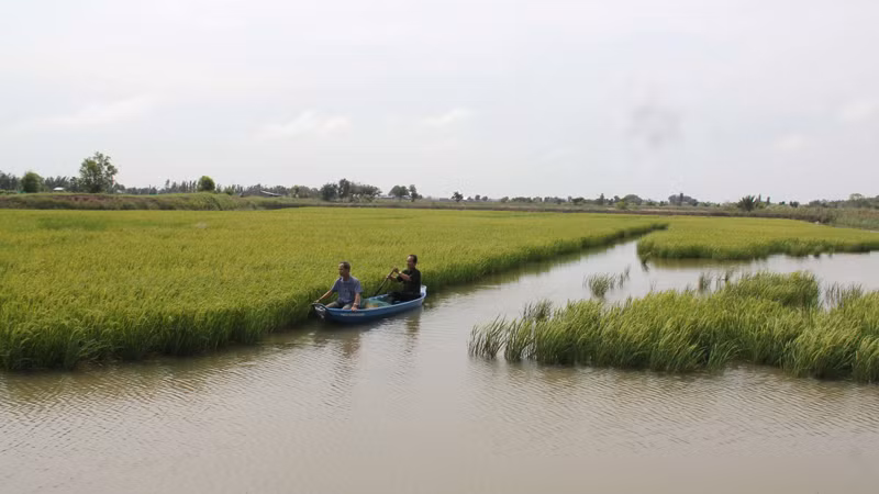 Trồng lúa tại tỉnh Bến Tre.