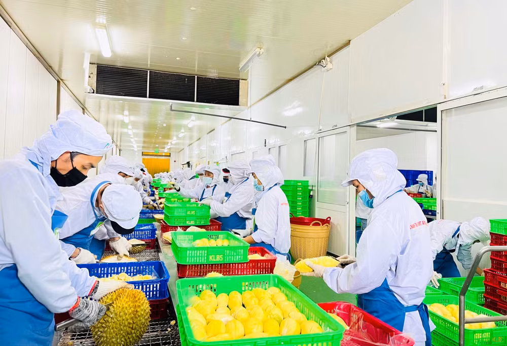 Sơ chế sầu riêng xuất khẩu tại Công ty cổ phần Tập đoàn Xuất nhập khẩu trái cây Chánh Thu. (Ảnh MINH HÀ)