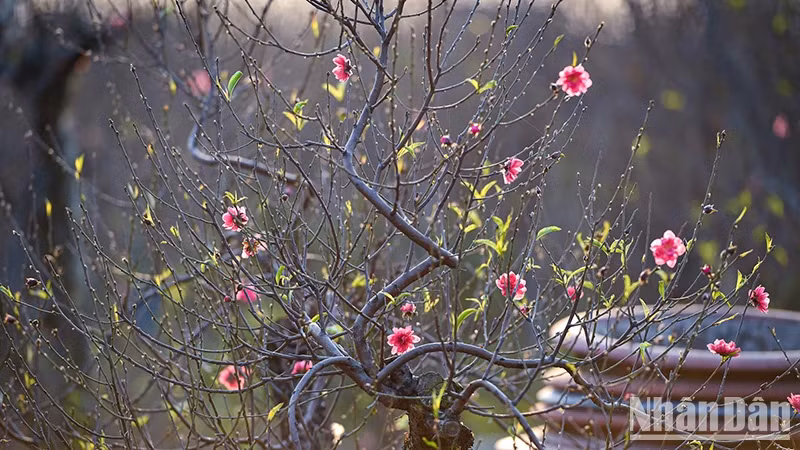 (Ảnh: THÀNH ĐẠT)