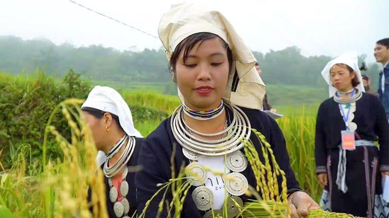 Thi thu hoạch lúa tại ruộng bậc thang Làng văn hóa du lịch cộng đồng thôn Khâu Tràng.