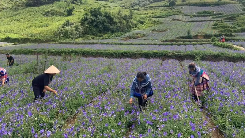 Vùng trồng dược liệu Cát cánh mang lại thu nhập cao cho người dân tại Bắc Hà, Lào Cai.