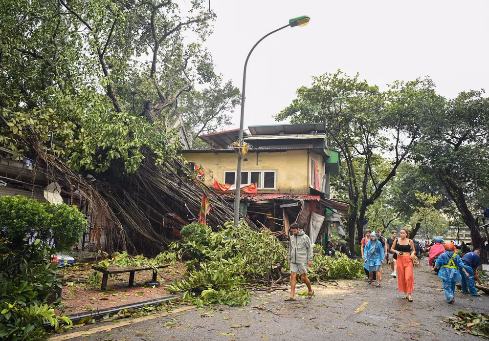Cây đa cổ thụ tại khu vực đền Bà Kiệu bị gãy đổ khiến nhiều người dân và du khách tiếc nuối. (Ảnh: DUY LINH)