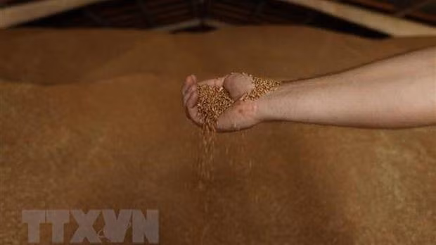 Ngũ cốc được lưu trữ tại kho ở Izmail thuộc vùng Odessa, Ukraine, ngày 14/6/2022. (Ảnh: AFP/ TTXVN)