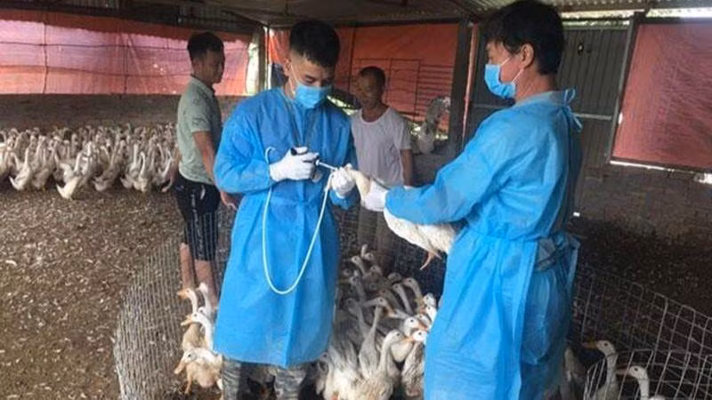 Cán bộ thú y Hà Nội tiêm phòng vaccine cho đàn gia cầm để phòng, chống dịch cúm gia cầm. (Ảnh: DUNG THU)