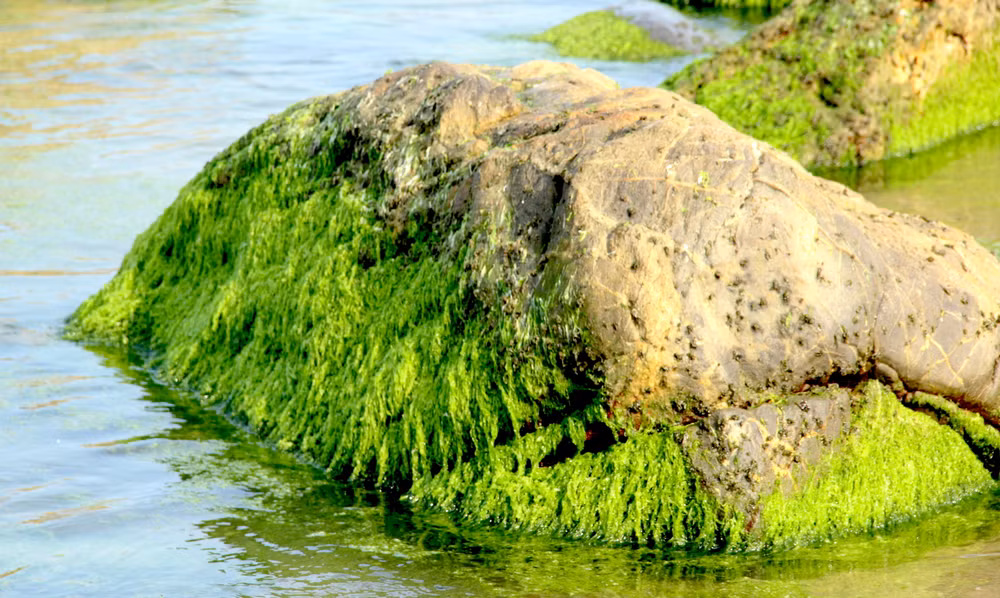 Rêu mướt xanh từ đá.