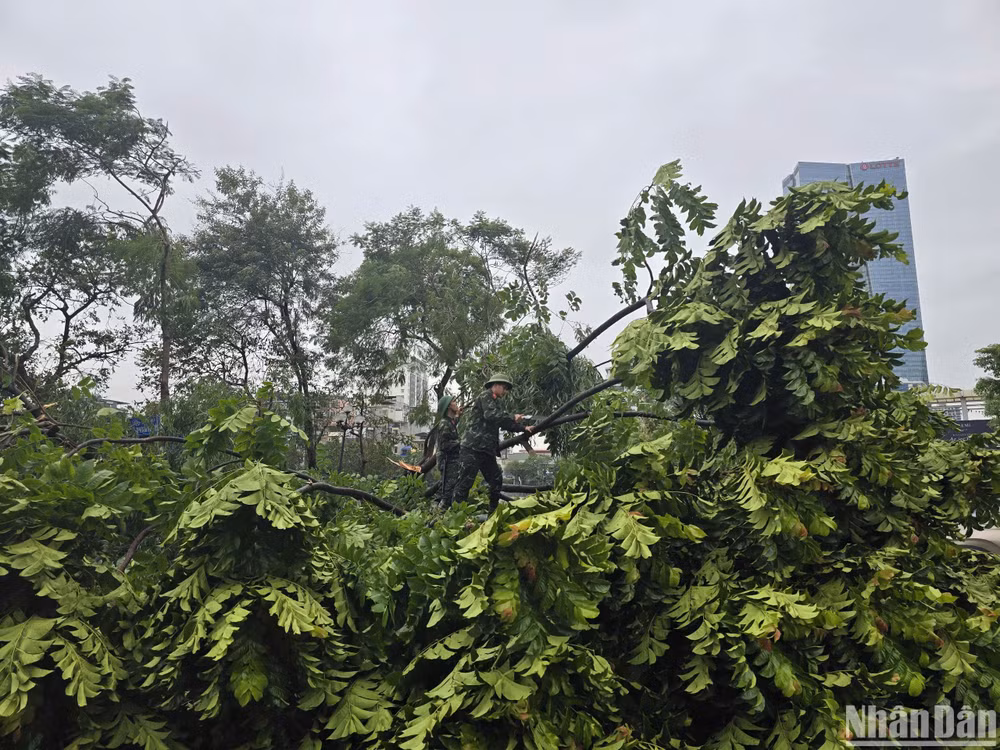 Cắt tỉa cành cây để giải tỏa giao thông cho nhiều tuyến đường. (Ảnh: TRUNG HIẾU)