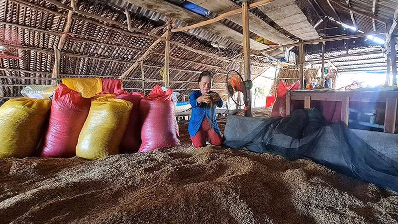 Hơn 5 tấn thóc của gia đình bà Nguyễn Thị Nga (ấp Nguyễn Tòng, xã Biển Bạch Đông, huyện Thới Bình ) bị từ chối thu mua vì không đạt chuẩn về độ ẩm.