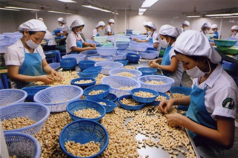 Thị trường hạt điều toàn cầu được dự báo sẽ tăng trưởng bình quân 4,6% trong giai đoạn 2022-2027. (Ảnh: TTXVN)