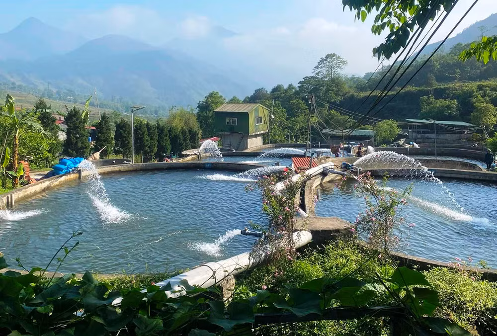 Nhiều cơ sở nuôi cá hồi, cá tầm ở Sa Pa bị thiệt hại do nắng nóng gay gắt và thiếu nước. (Ảnh: TL)