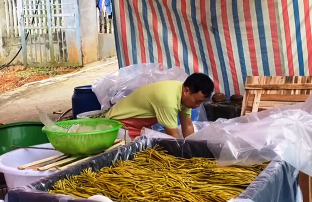 Đậu đũa ngâm muối để xuất khẩu sang Nhật Bản. (Ảnh: TL)