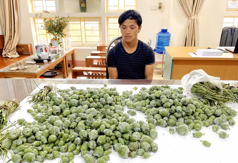 Công an thị xã Sa Pa bắt giữ Lý A Giảng cùng 8,1 kg cành và quả cây thuốc phiện trong nhà. (Ảnh: TUẤN NGUYỄN)