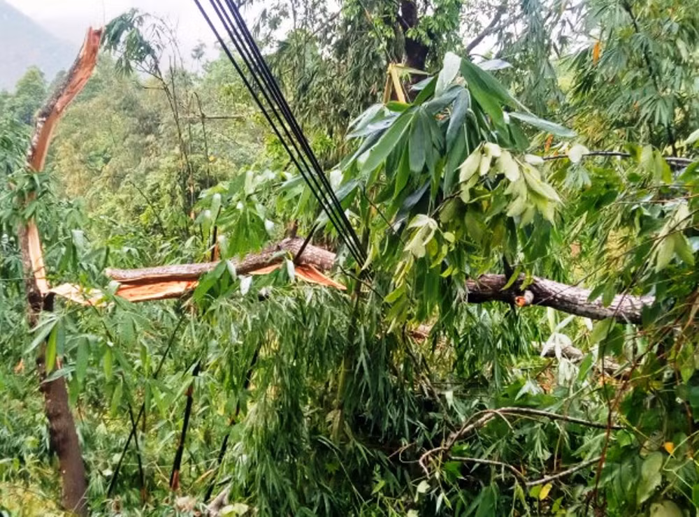 Cây cối bị gãy đổ, thiệt hại bởi lốc xoáy. (Ảnh: TRỊNH DUYÊN)