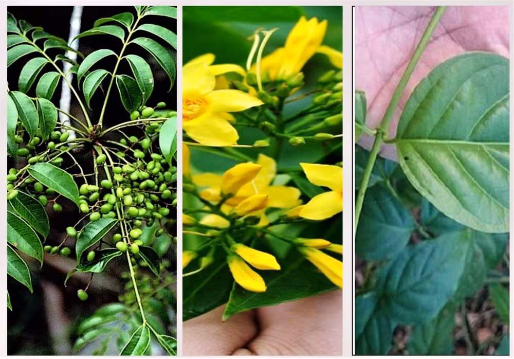 Hình ảnh về cây lá ngón. (Ảnh: TL)