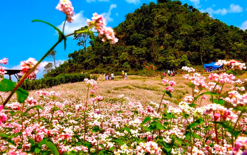 Đồi tam giác mạch tím ở Si Ma Cai. (Ảnh: ĐÌNH NAM)