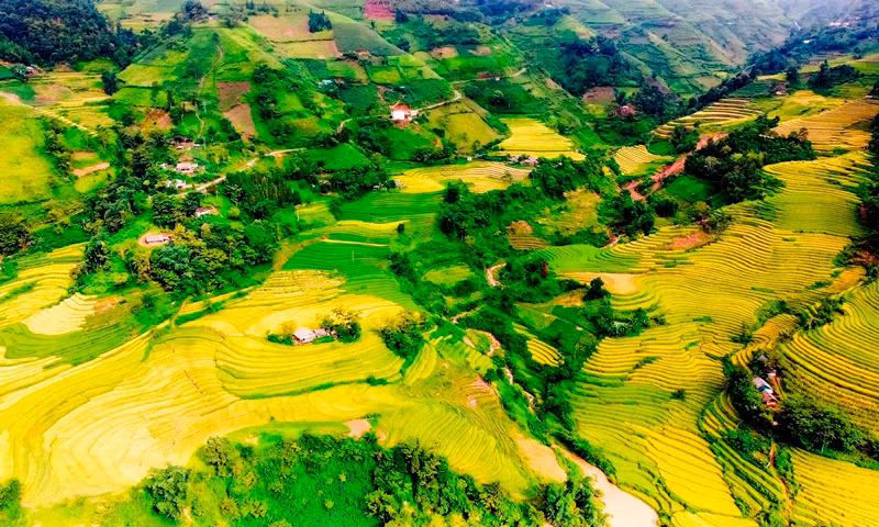 Phía dưới đường bay là thảm lúa vàng rực rỡ ruộng bậc thang của đồng bào bản địa, đẹp như tranh vẽ. (Ảnh: QUỐC HỒNG)