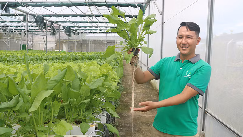 Anh Trần Thái Bảo đến thăm vườn rau thủy canh và theo dõi quá trình sinh trưởng của các loại rau cải.