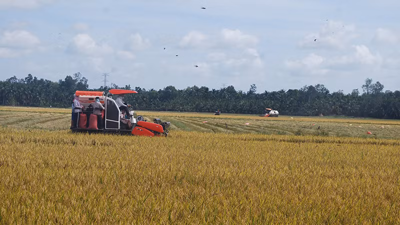 Sản xuất nông nghiệp trên địa bàn tỉnh Trà Vinh cơ bản thuận lợi.