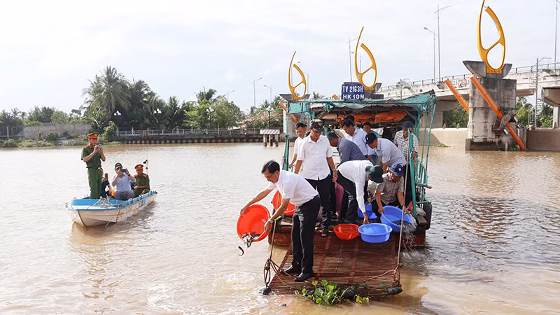 Thả cá giống ra sông tại xã An Phú Tân, huyện Cầu Kè, tỉnh Trà Vinh.