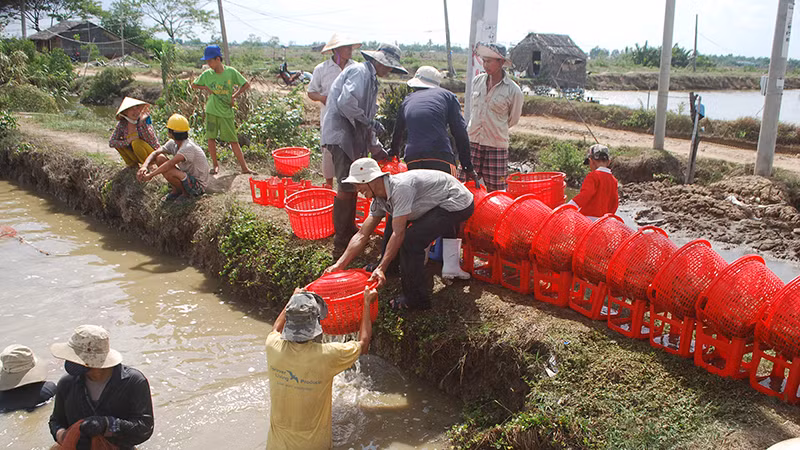 Nông dân xã Thạnh Hòa Sơn, huyện Cầu Ngang, tỉnh Trà Vinh thu hoạch tôm sú.