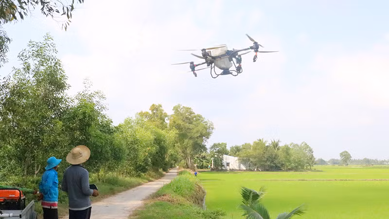 Nông dân Khmer tỉnh Trà Vinh sử dụng thiết bị không người lái bón phân cho ruộng lúa.