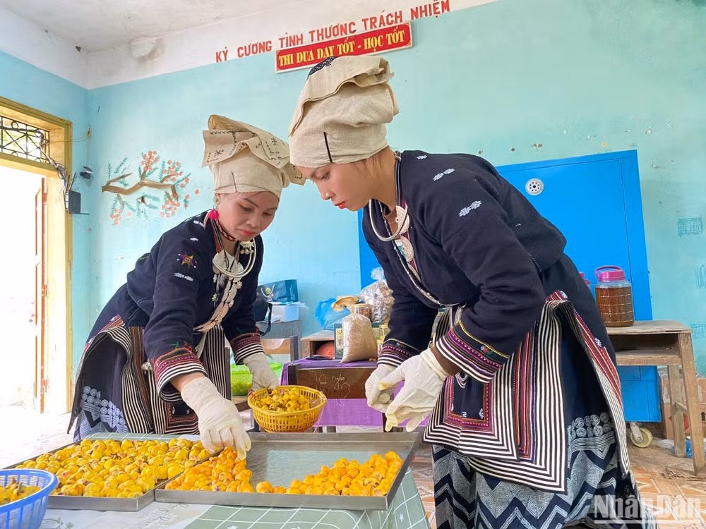 Chế biến trà hoa vàng tại Hợp tác xã nông lâm Nghĩa Tá, huyện Chợ Đồn.