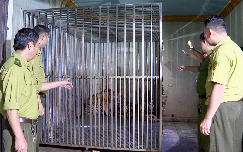 Hai cá thể hổ do Đồng Xuân Công ở thôn Chuẩn Thừng, xã Kim Đính, huyện Kim Thành nuôi nhốt trái phép, bị cơ quan chức năng tỉnh Hải Dương phát hiện. (Ảnh MINH HẢO)