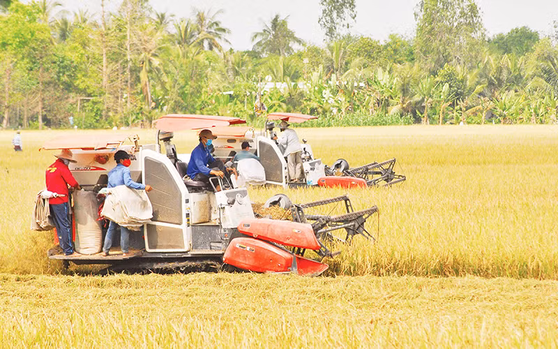 Thu hoạch lúa tại xã Hậu Mỹ Trinh, huyện Cái Bè, tỉnh Tiền Giang. (Ảnh NGUYỄN SỰ)