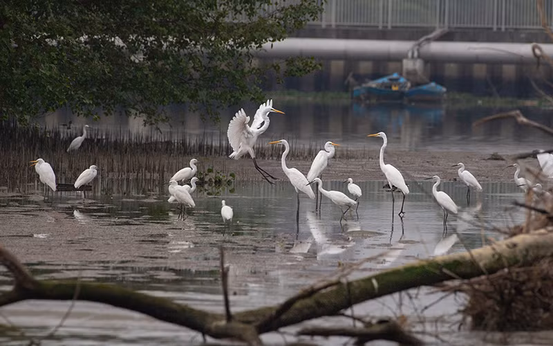 Đàn cò tập trung số lượng lớn tại khu Đảo Xanh. (Ảnh TÀI MINH)