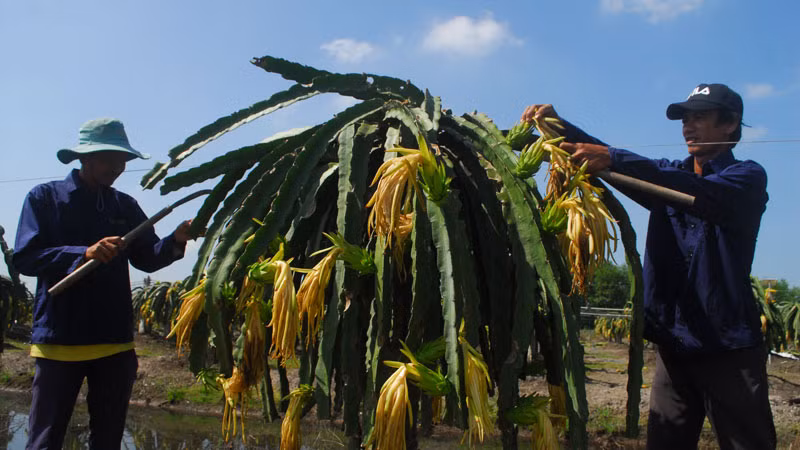 Chăm sóc thanh long lúc ra hoa.