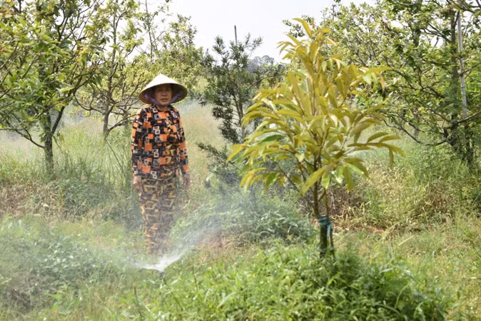 Người dân xã Mỹ Thành Bắc, huyện Cai Lậy (Tiền Giang) gần kênh Nguyễn Văn Tiếp lấy nước từ kênh tưới nước cho sầu riêng.