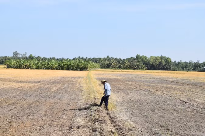 Đồng ruộng tại xã Thạnh Nhựt, huyện Gò Công Tây (Tiền Giang) đã khô.