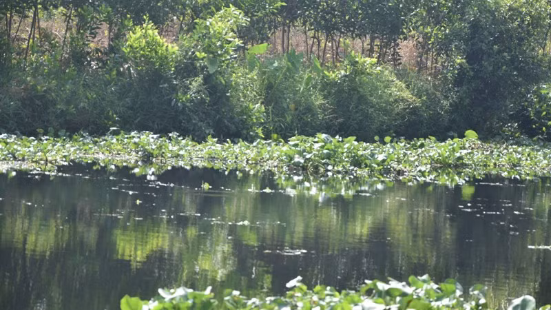 Một đoạn kênh Lộ Mới bị ô nhiễm khá nặng.