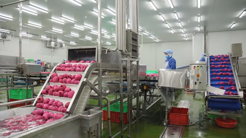 Chế biến thanh long xuất khẩu tại Công ty cổ phần công nghiệp thực phẩm Thabico Tiền Giang.