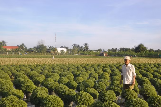 Làng hoa Mỹ Tho, xã Mỹ Phong, thành phố Mỹ Tho.