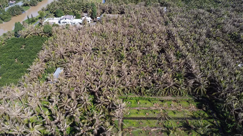 Nhiều vườn dừa ở xã Xuân Đông, huyện Chợ Gạo, tỉnh Tiền Giang bị sâu đầu đen gây thiệt hại nặng.