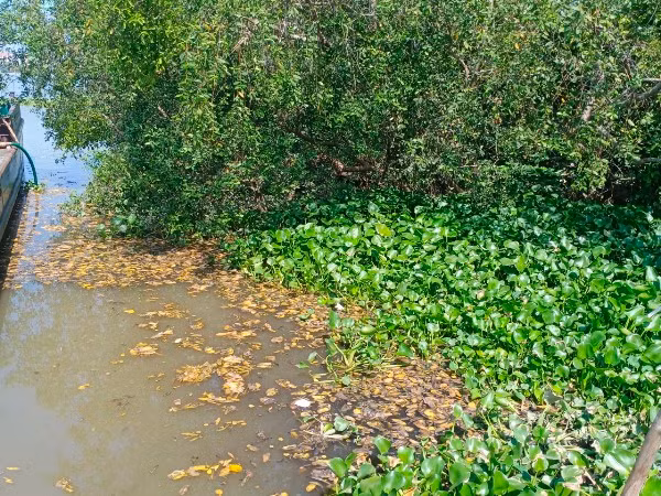 Một phần vỏ, hột xoài trôi theo dòng nước.