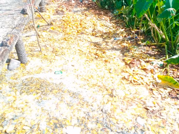 Hiện trường vụ xả vỏ, hột xoài xuống kênh Năm Thôn.